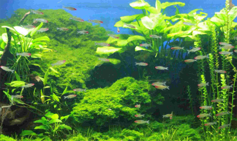 Popularização da Ciência2