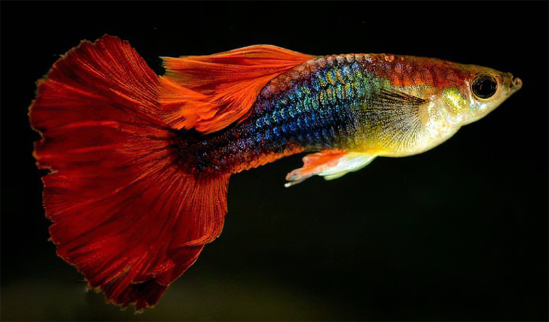 Popularização da Ciência4