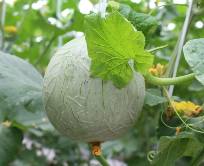 Integração de Água e Fertilizantes