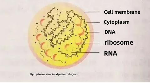 “Vigilância – Pneumonia por Mycoplasma”
